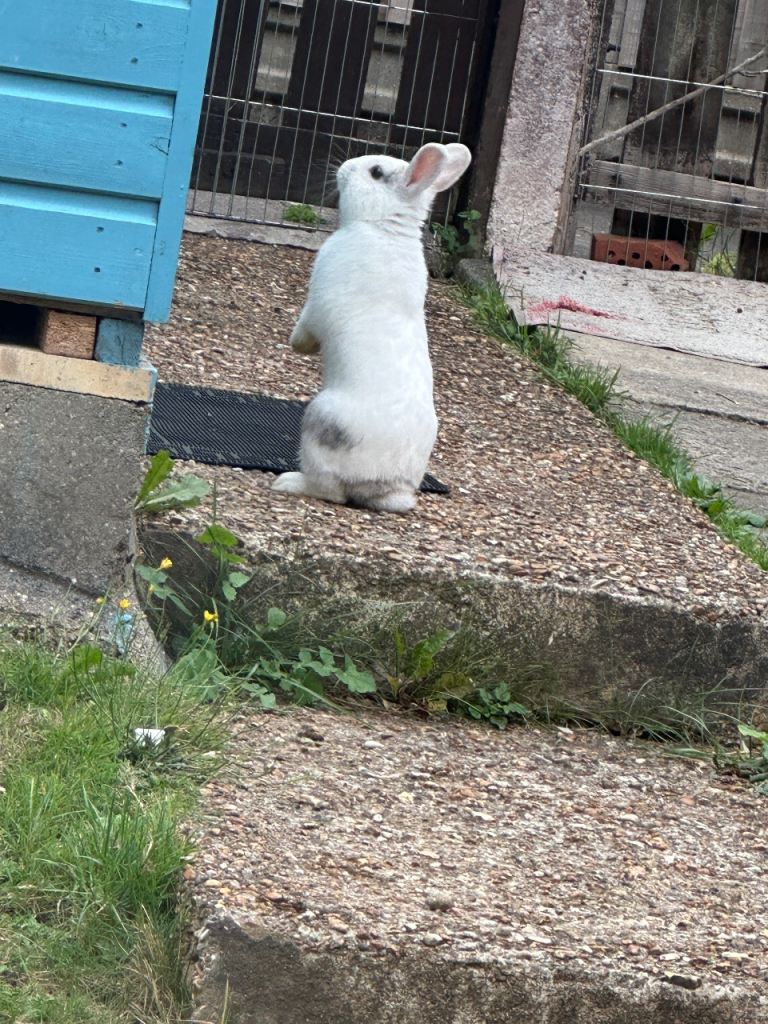 Cute and cuddly Rabbit, Male, 8 months, Looking for loving home, collection only 