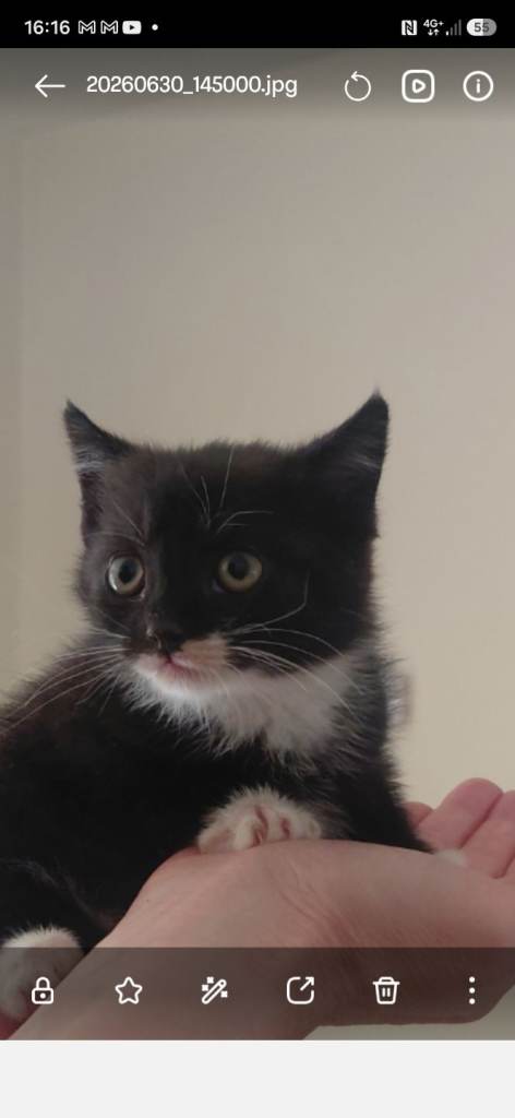 Kittens for sale 