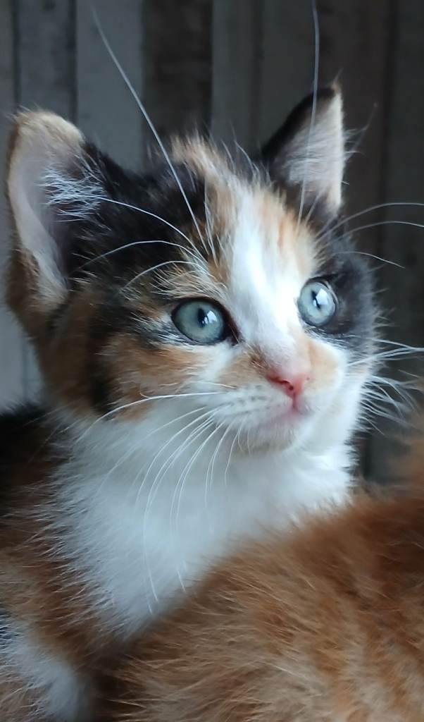 Male and female kittens