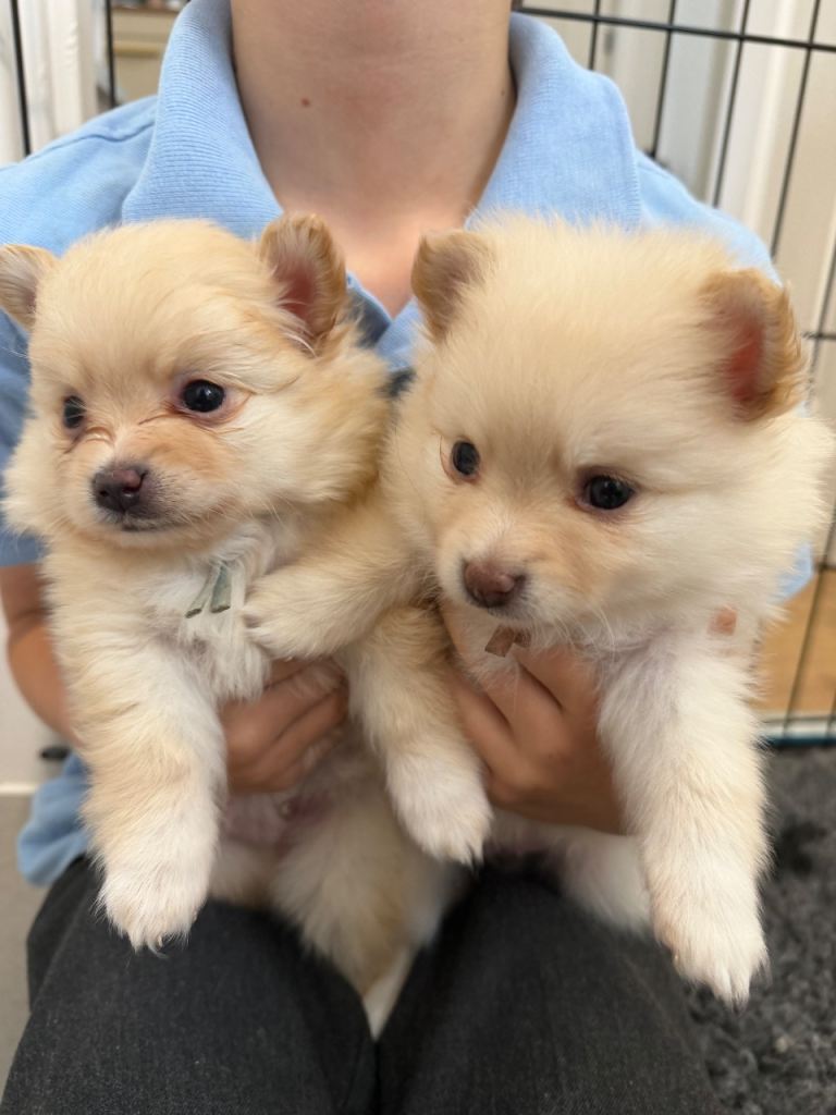Pomeranian puppies 