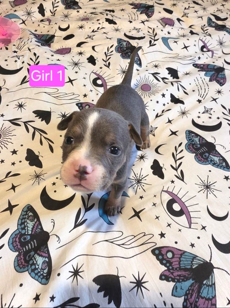 Staffordshire Bull Terrier Puppies - Female and Male