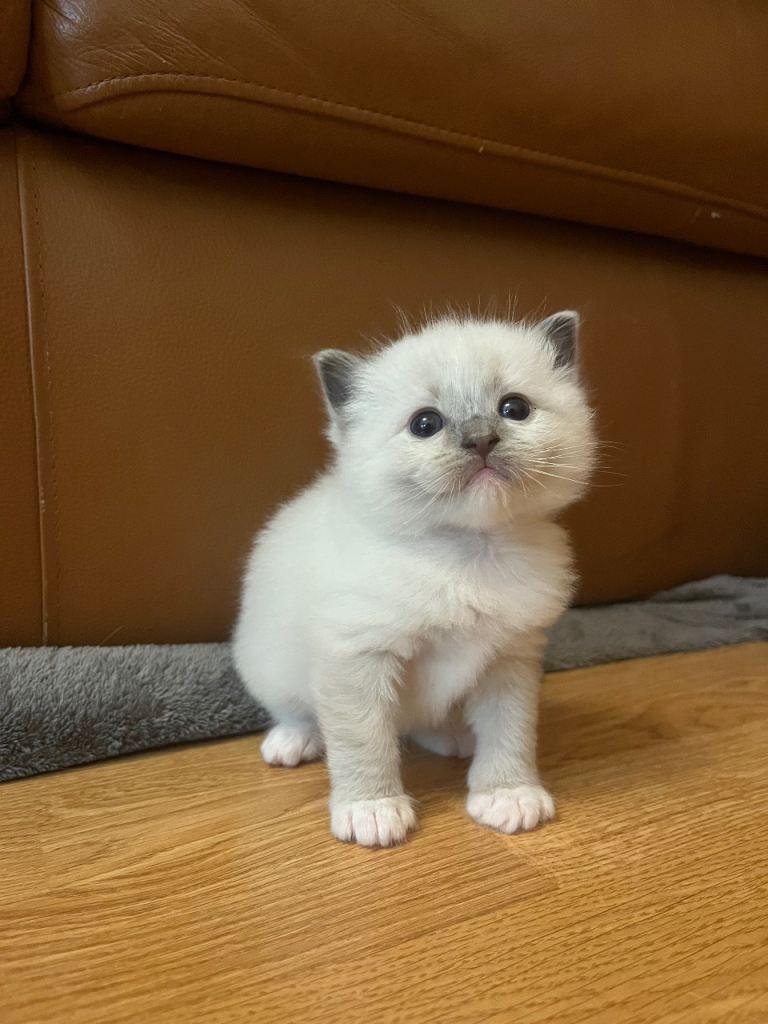 GCCF Ragdoll Kittens
