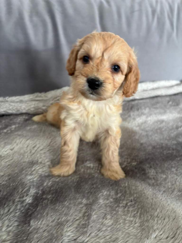 Cockapoo puppies 