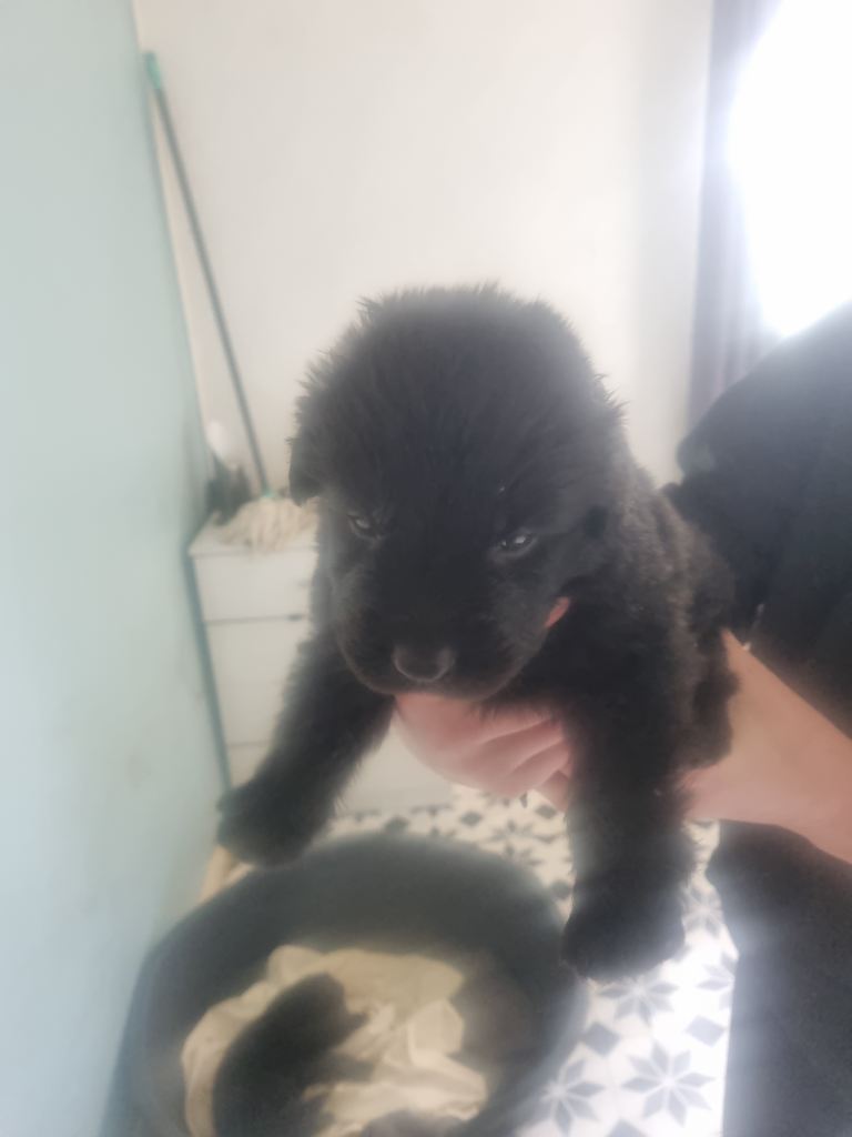 German shepherd cross newfoundland 