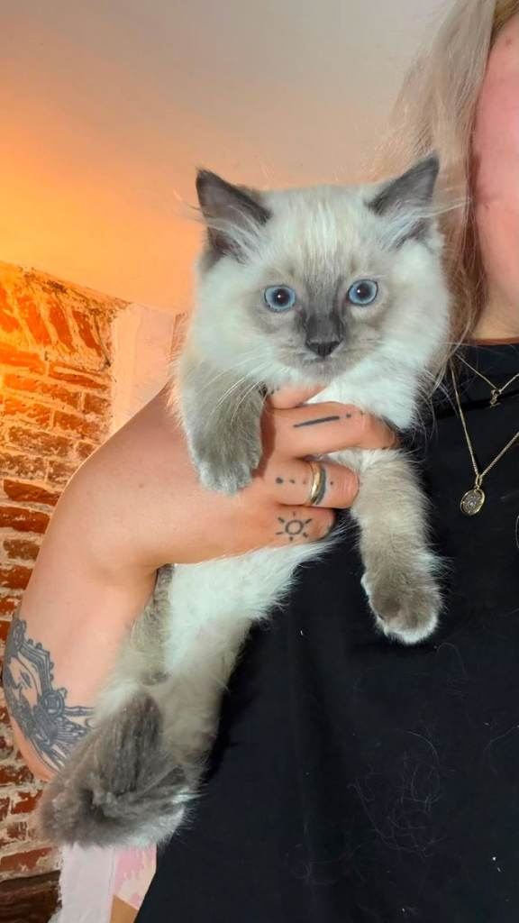 Ragdoll Blue Point Kittens