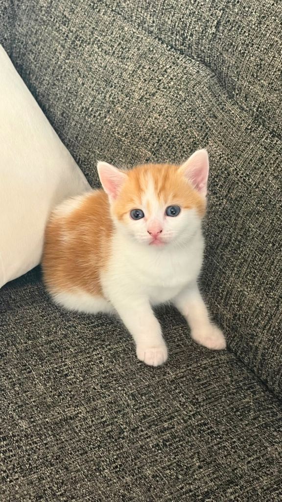 Cute Kittens for SALE!