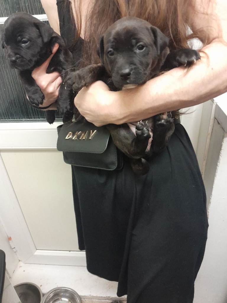 Staffie puppies
