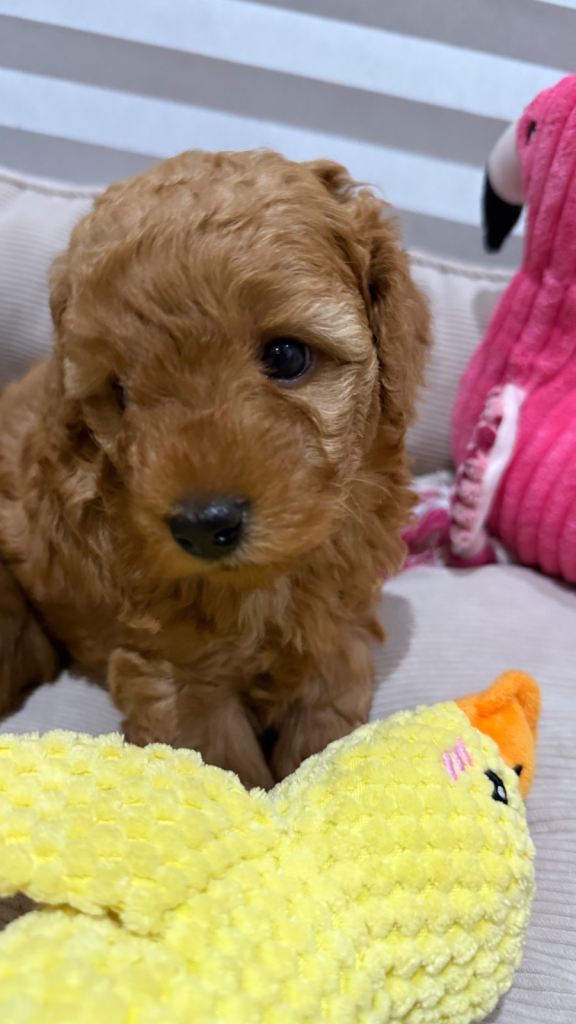 Cavapoo puppy 