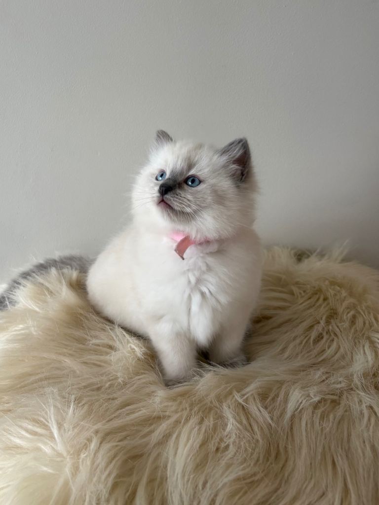 🐾 Beautiful Ragdoll Kittens – Ready to Leave 🐾
