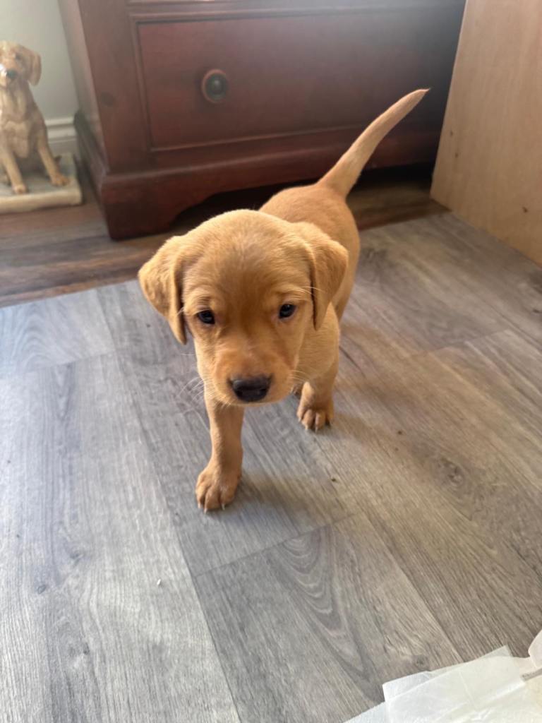 Beautiful, gentle and calm KC Registered Labrador Retriever Puppies – Yellow and Fox Red Shades