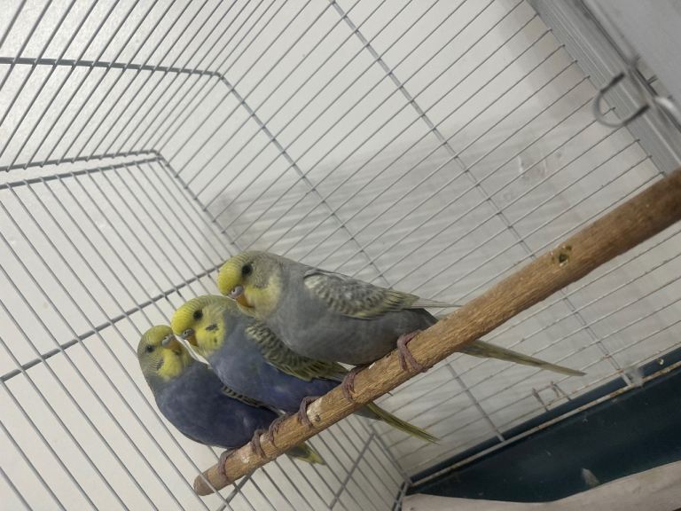 Budgies 