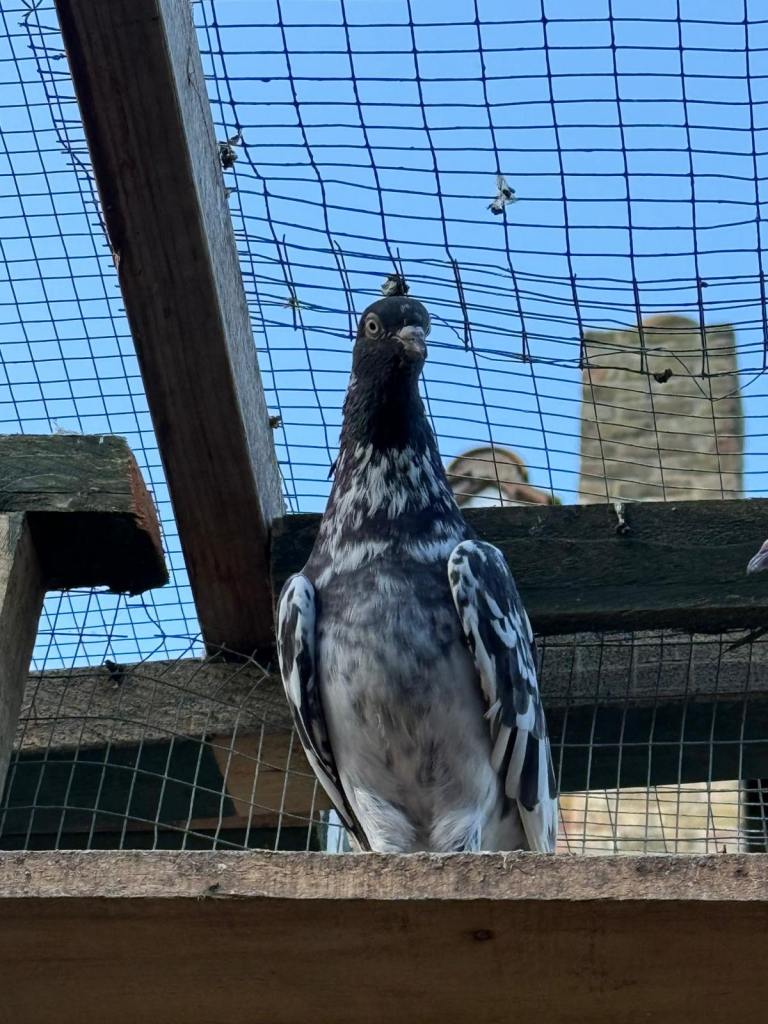 Pakistani high flyers for sale