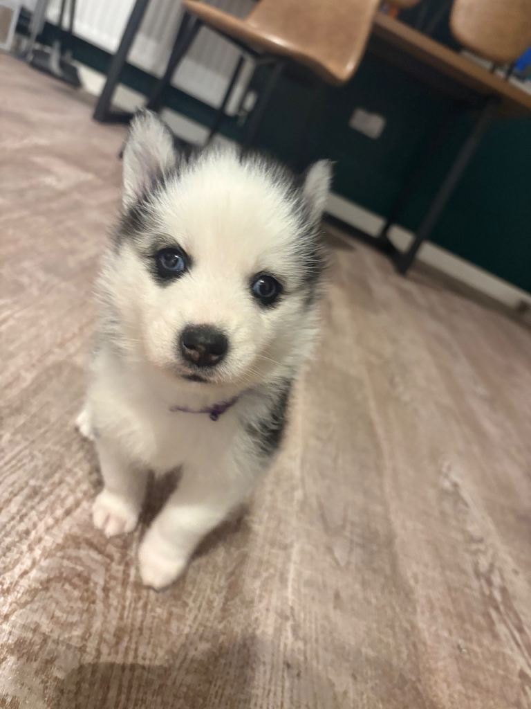 F2 Pomsky puppies 