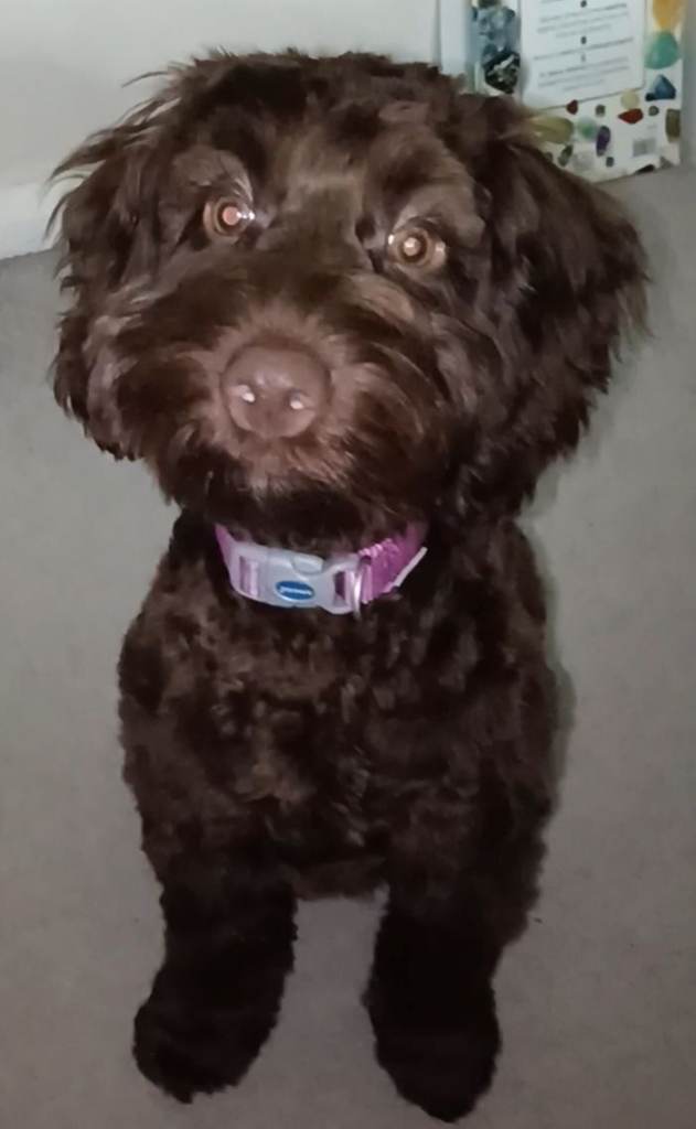 Dog- cockepoo