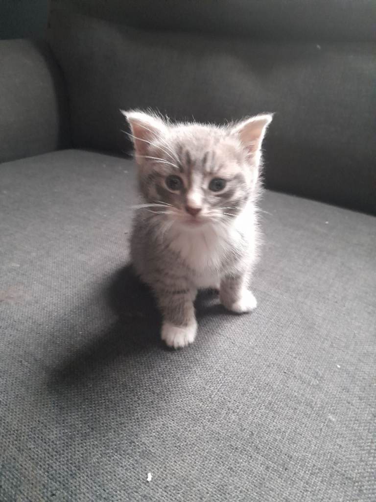 Kittens 