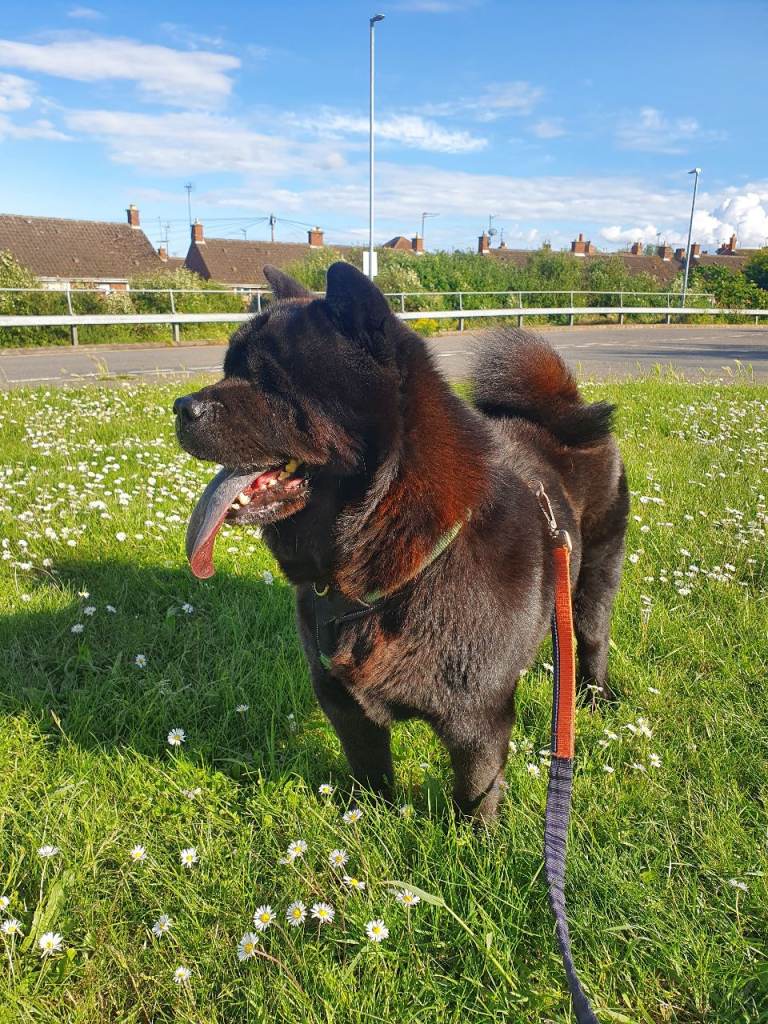 Beautiful Black Smooth Chow Chow