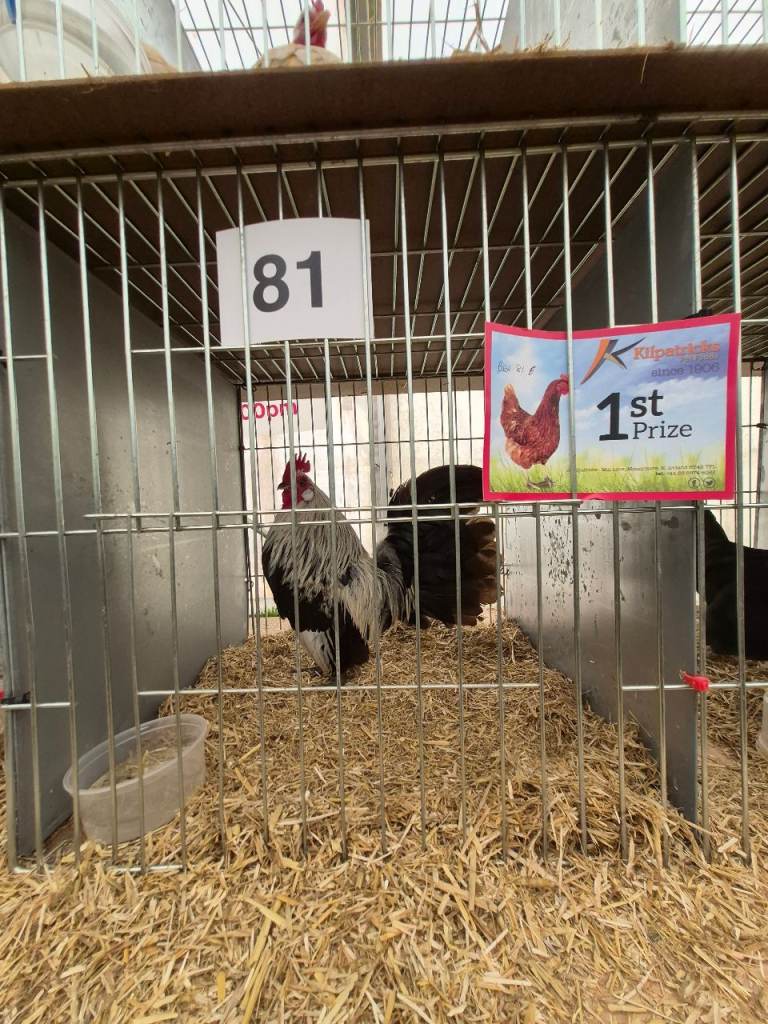 Bantams and trio