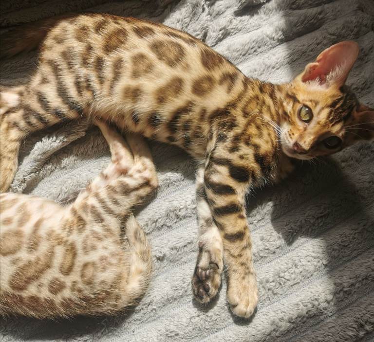 Stunning Bengal Kittens. Tica Registered