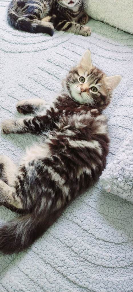 Amazing long and short  hair  kittens ready to go now, cross bengal 
