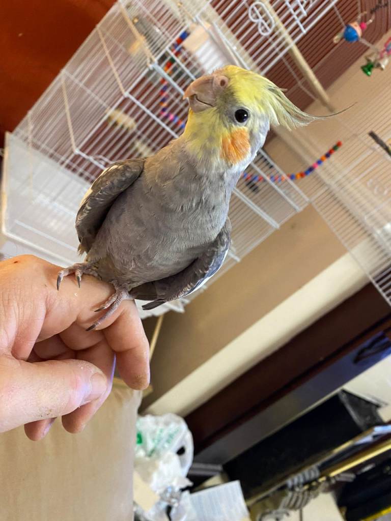 Tame Cockatiel for sale to a new home