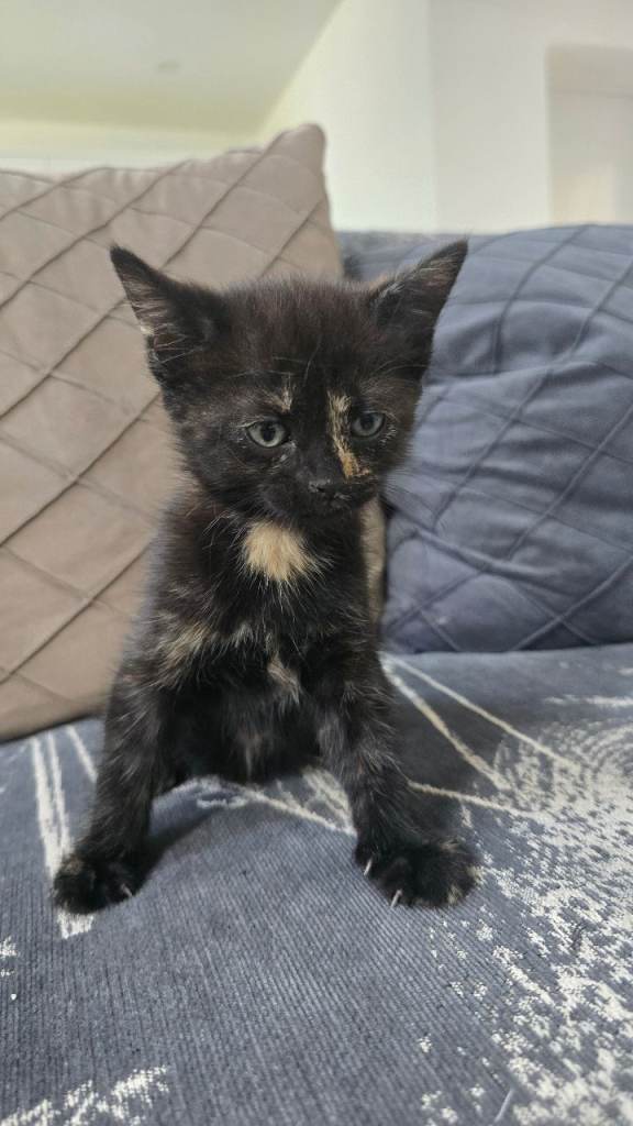beautiful gingers and black kitten for sale 8 weeks old 
