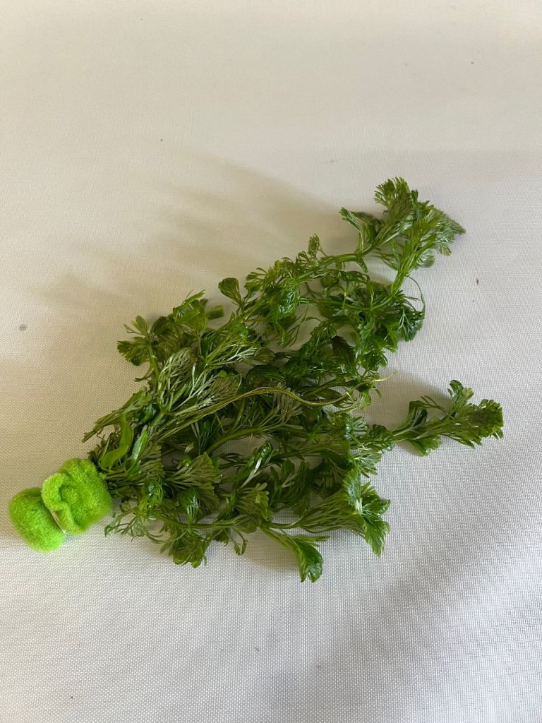 Fresh Green Aquarium Plant for Fish Tank