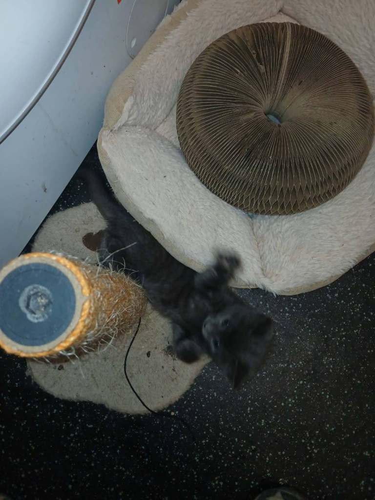   We have 3cats: 2 grey females, 1 black-and-ginger females,