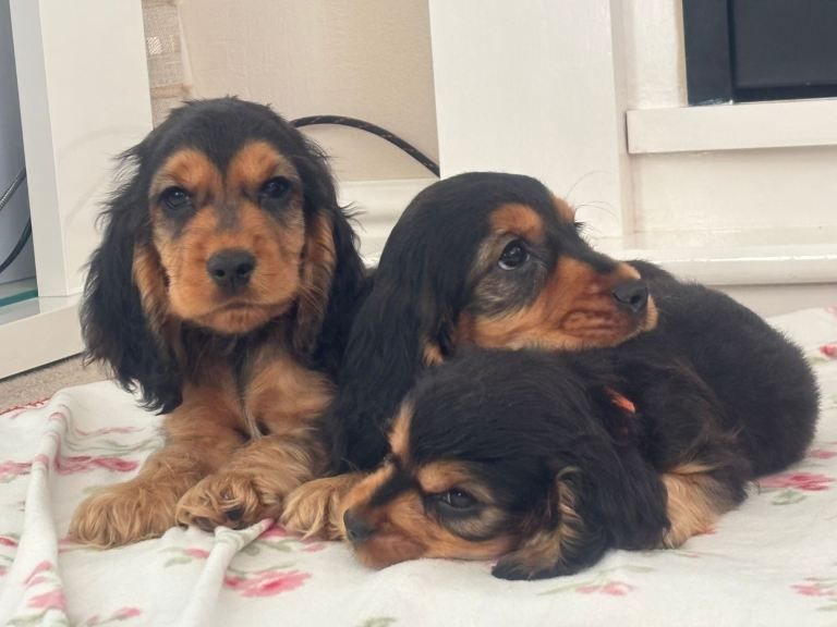 Cocker spaniel puppies