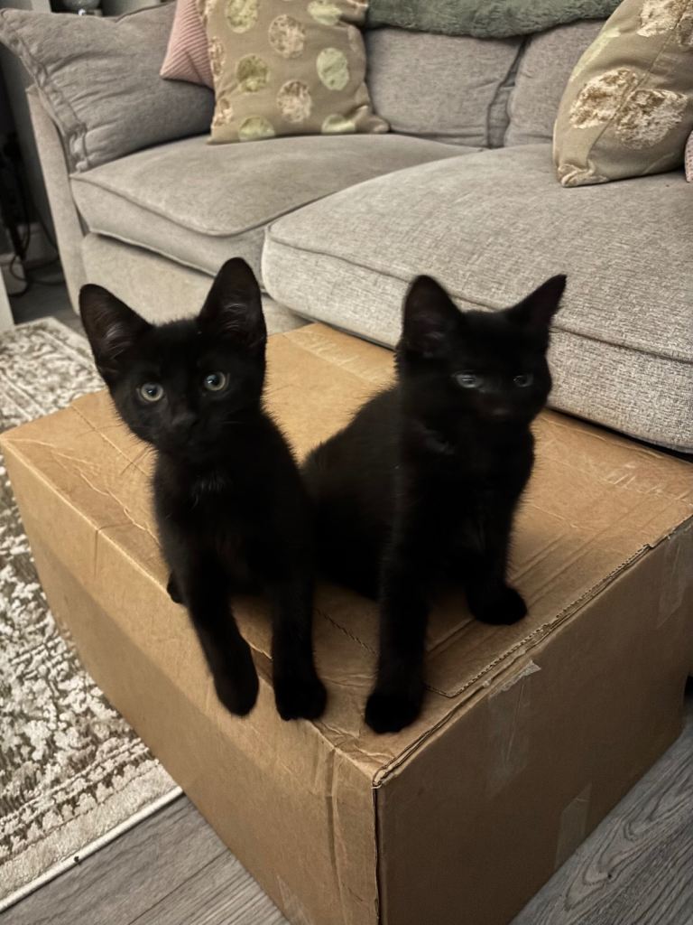 Meet the Kray Twins . Beautiful black identical boys 