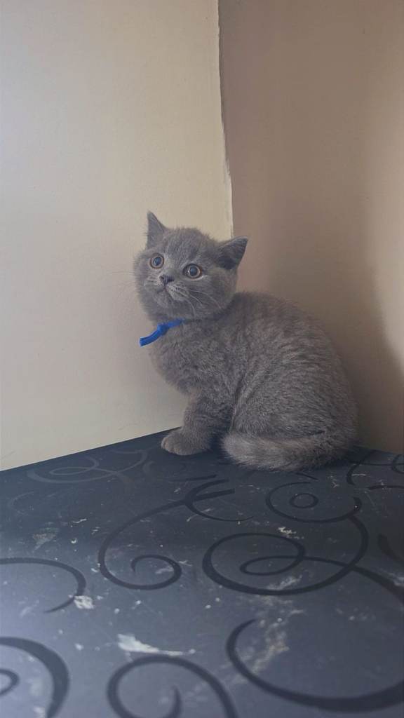 British shorthair 