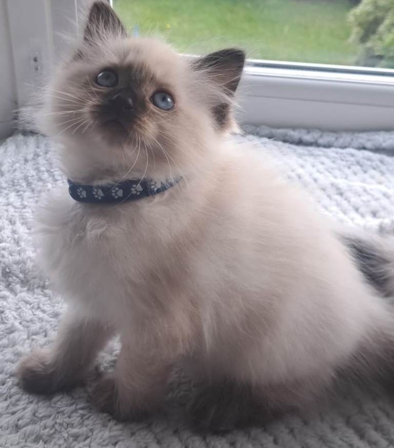 Ragdolll! Pure breeds ,colour seal point