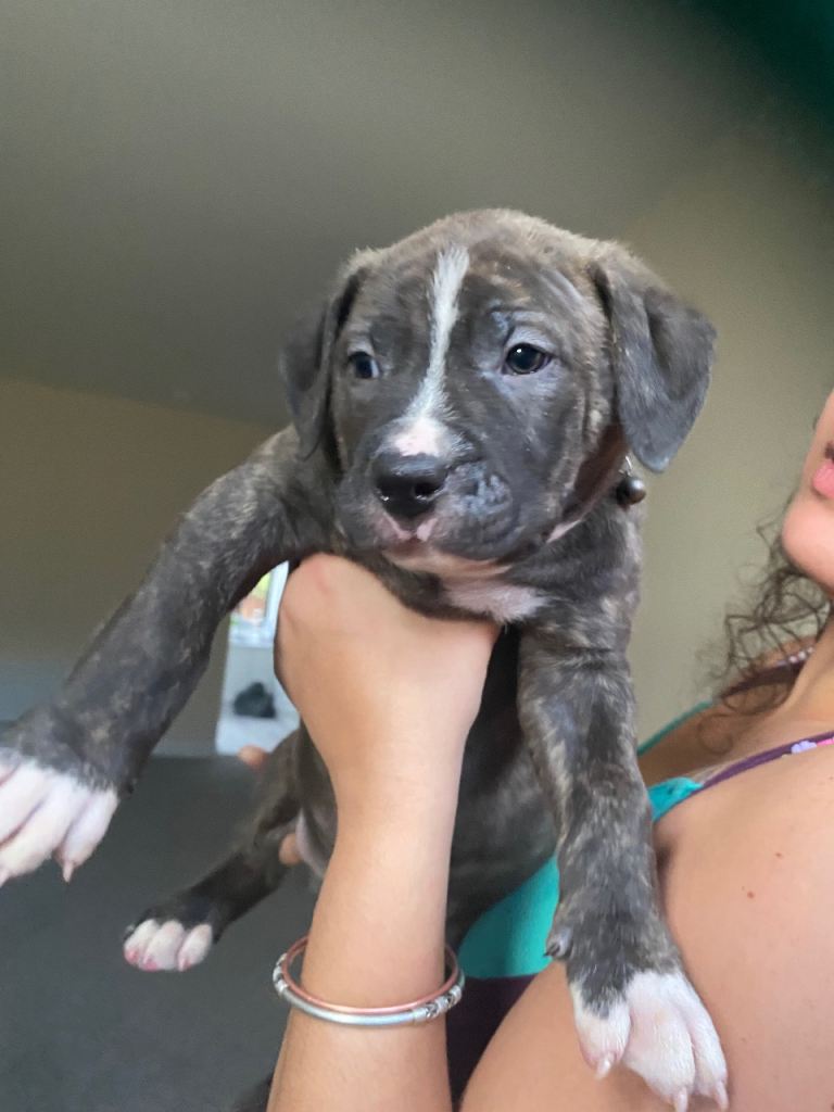 Beautiful Scott American Bulldog x Staffy