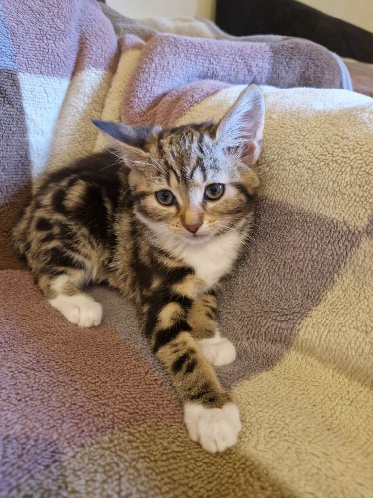Sweet Kitten 😸 