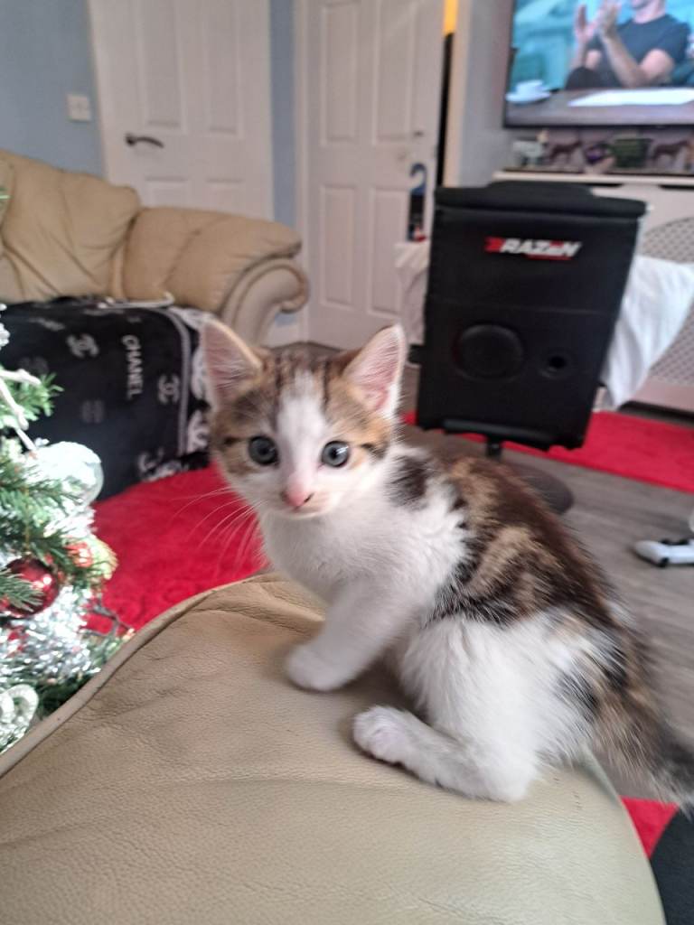 Boy kitten last available