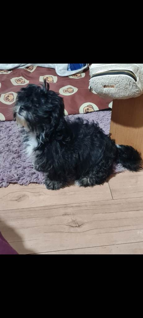 Male Shih Tzu puppy last one 