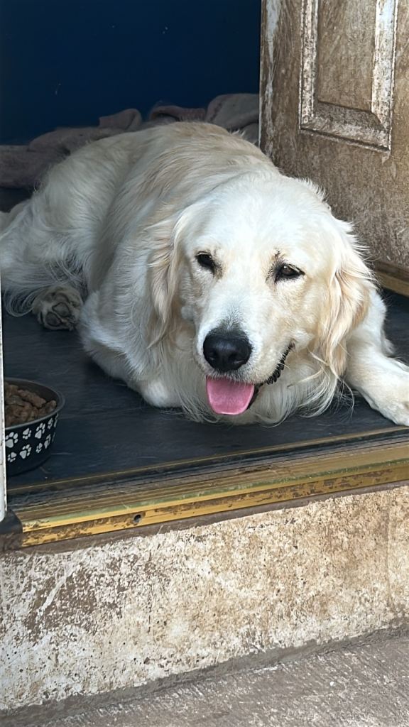 Rehome