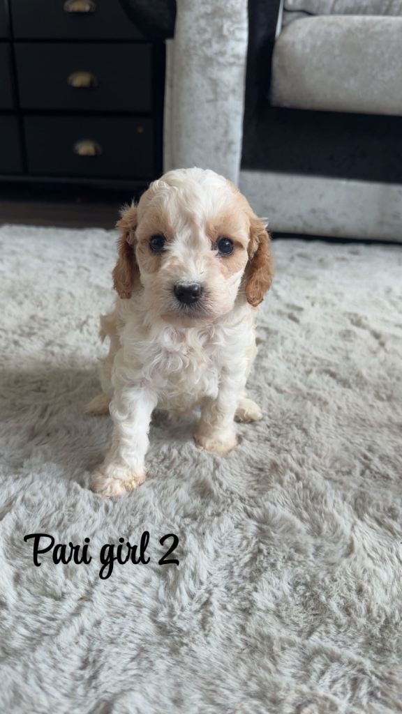 Stunning F1 cavapoo pups 