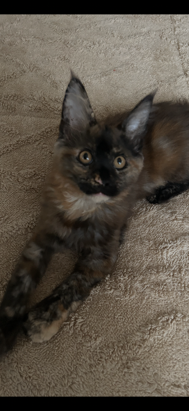 mainecoon kitten 
