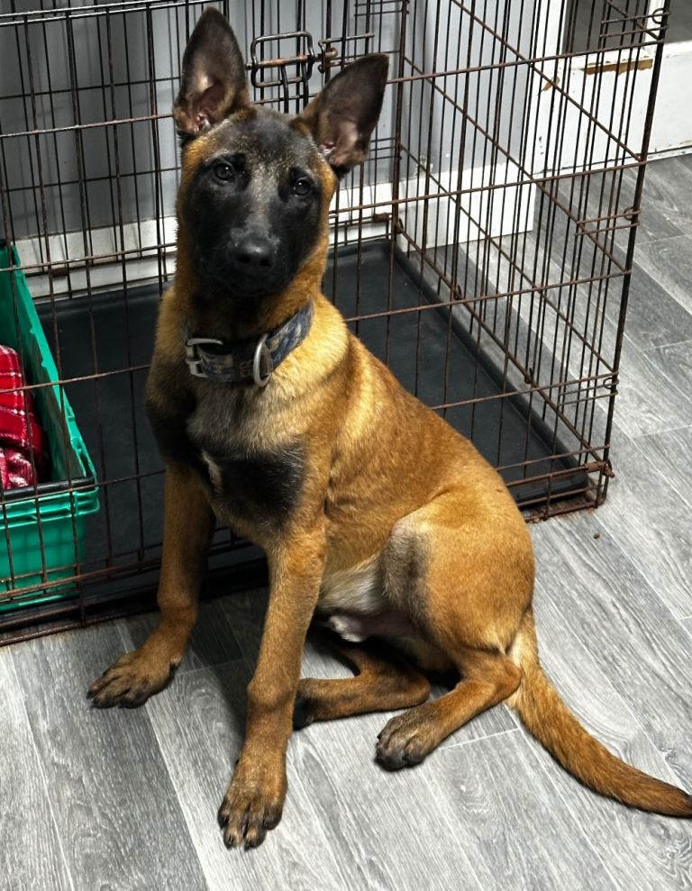 Belgian Malinois