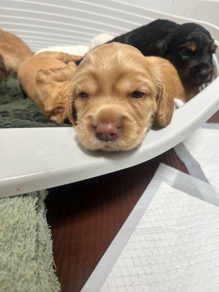 Cocker spaniel puppies