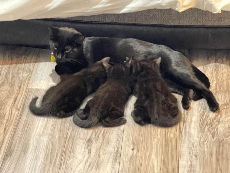 Calico bombay Kittens