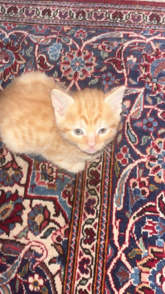 4 kittens for sale - 75 pound each 