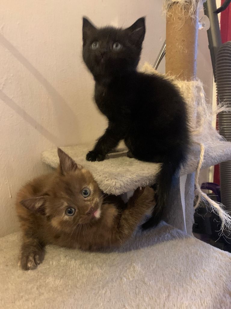 Kittens for sale 