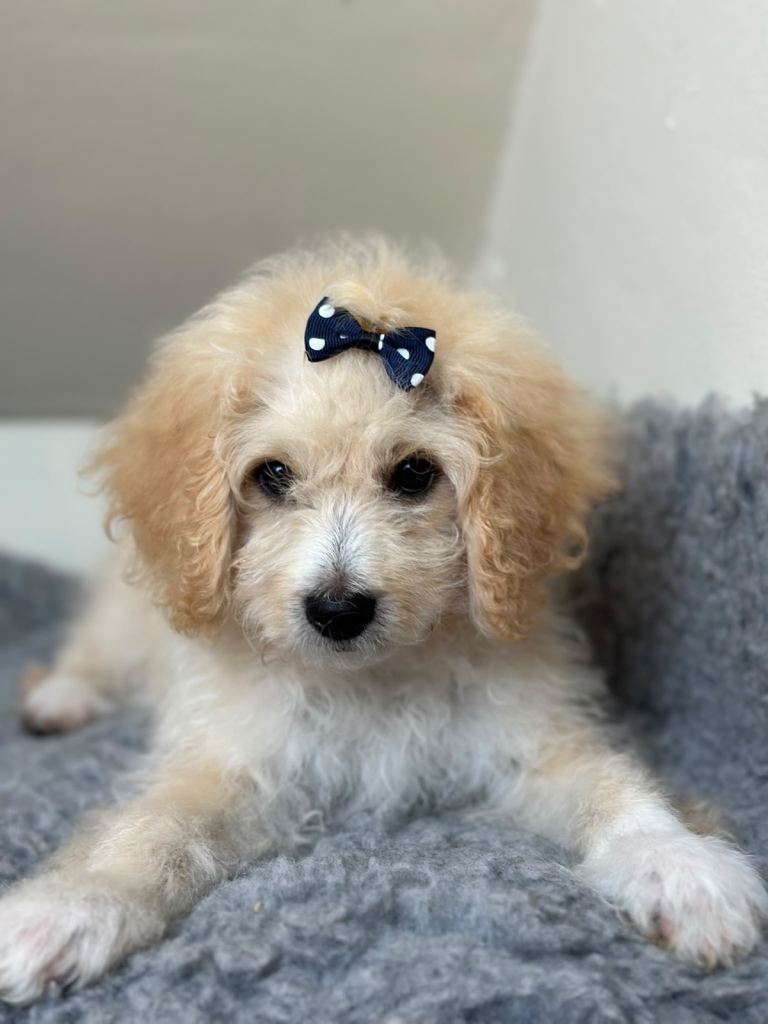 4 precious puppies looking for their forever homes