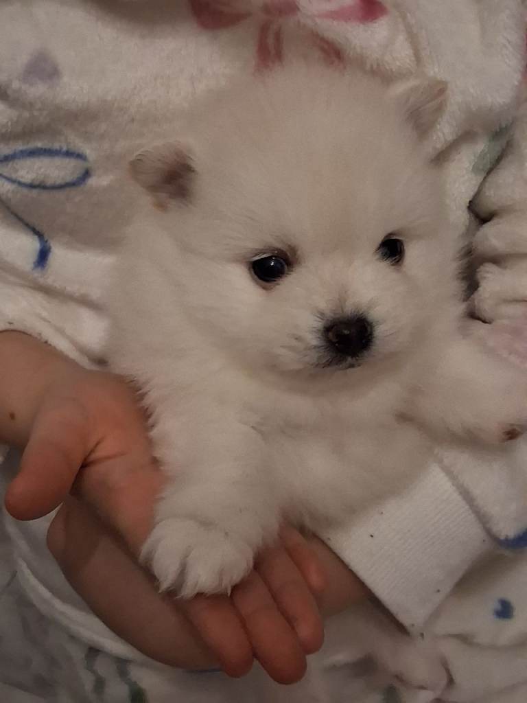 💝RARE PURE WHITE TEDDY POMMERAINIAN PUPPIES💖