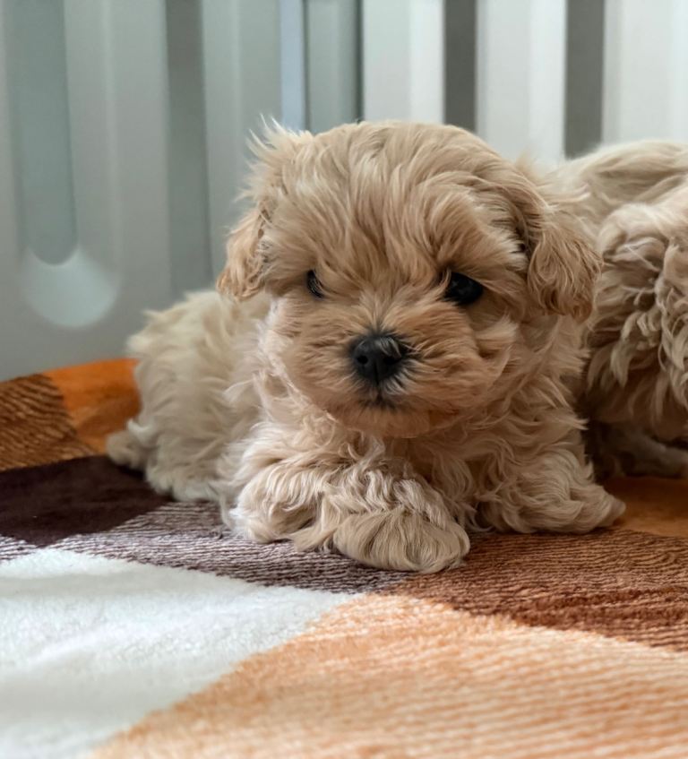 Maltipoo for sall