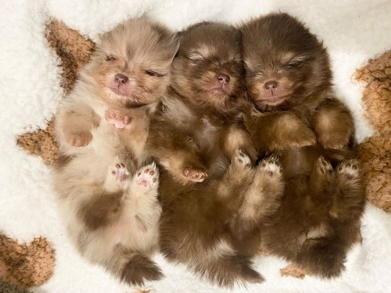 🐻TEDDY BEAR POMERANIAN PUPPYS 🐻