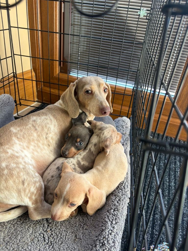 Miniature dachshund