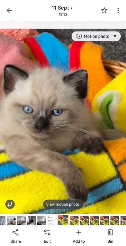 Stunning male Ragdoll Kitten 