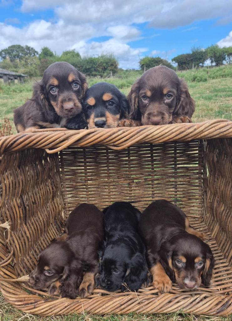 Kc cocker spaniel pups